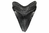 Fossil Megalodon Tooth - South Carolina #341438-1
